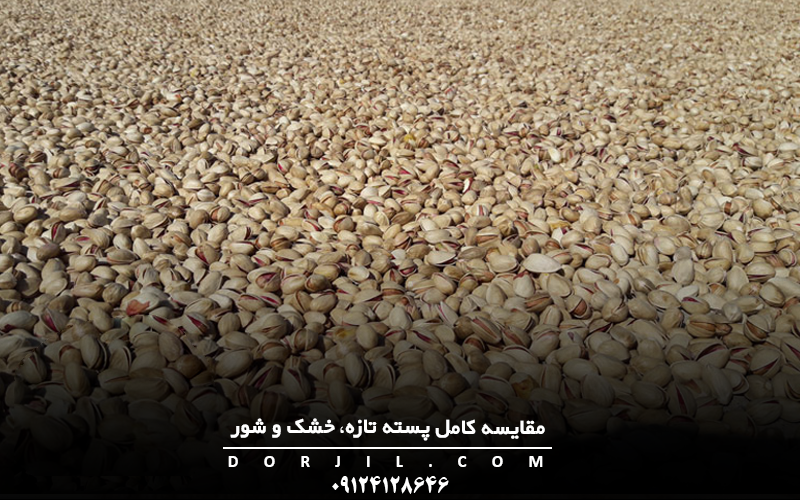 مقایسه کامل پسته تازه، خشک و شور